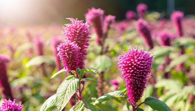 Fleur d'amarante dans la ferme avec fond ensoleillé