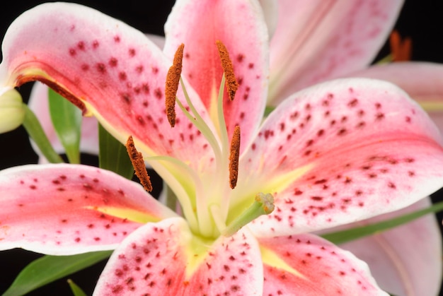 Fleur d'Amarilis sur fond noir.