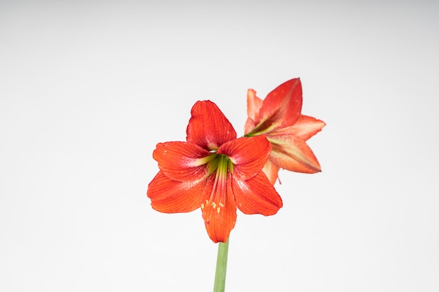 Fleur d&#39;amaryllis sur blanc