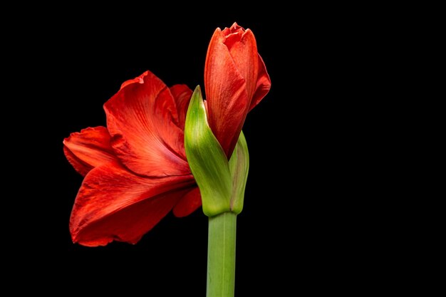 Fleur d'Amaryllis rouge en fleurs isolée sur fond noir belle fleur de Noël