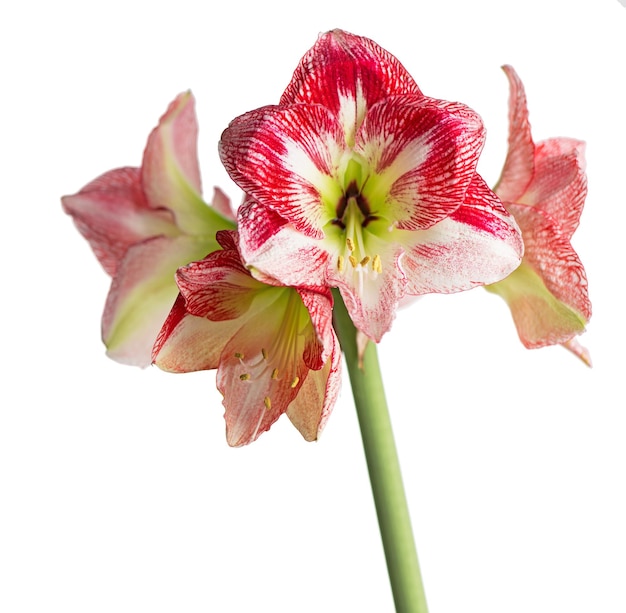Fleur d'amaryllis rouge en fleurs isolée avec un tracé de détourage sur fond blancAmaryllisHippeastrums fleurs