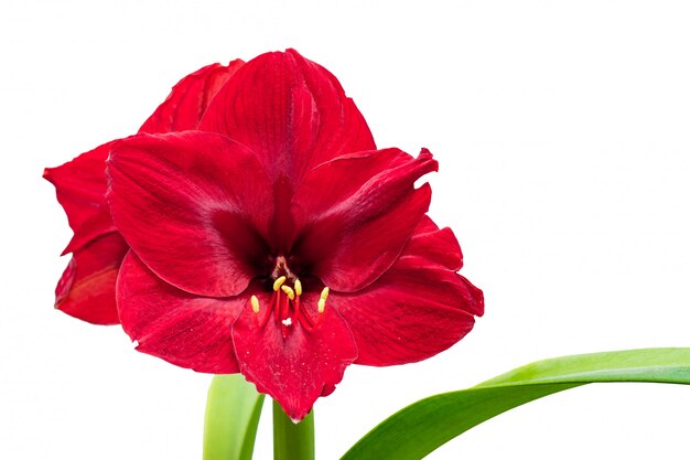 Fleur d'amaryllis rouge sur fond isolé blanc