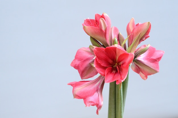 Fleur d&#39;amaryllis rouge pour le fond