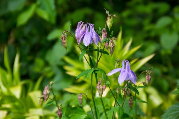 Fleur ancolie délicate Aquilegia vulgaris dans le jardin