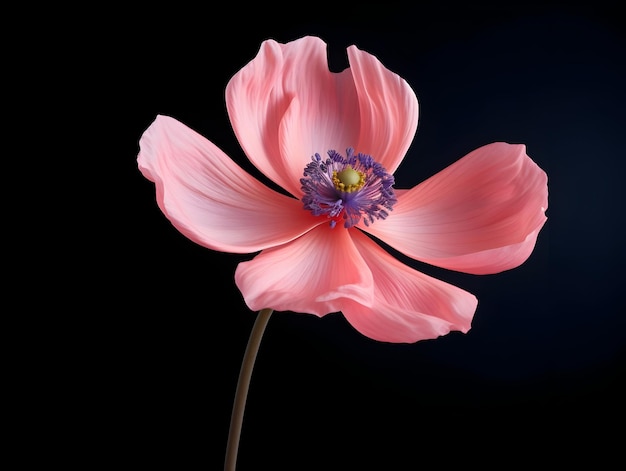 Fleur d'anémone en arrière-plan de studio fleur d'anemone unique belle fleur ai générée image