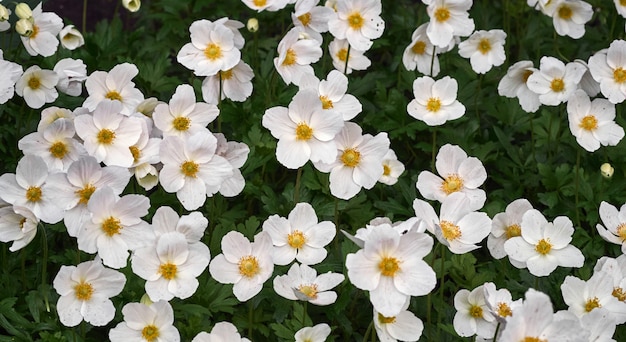 Fleur d'anémone blanche.