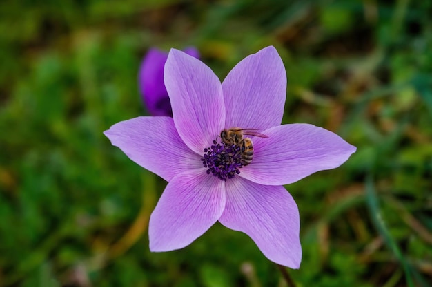 Fleur d'anémone d'en haut en Turquie.