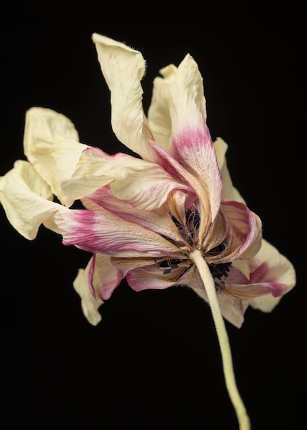 Fleur d'anémone séchée sur fond noir