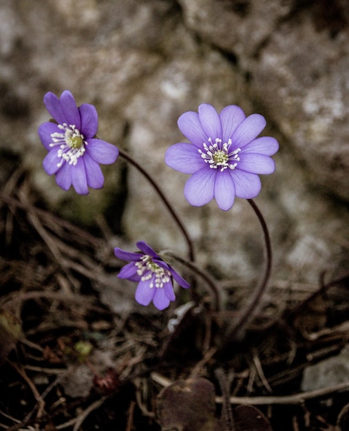 Fleur d'anémone violette bleue poussant dans un mur de pierre