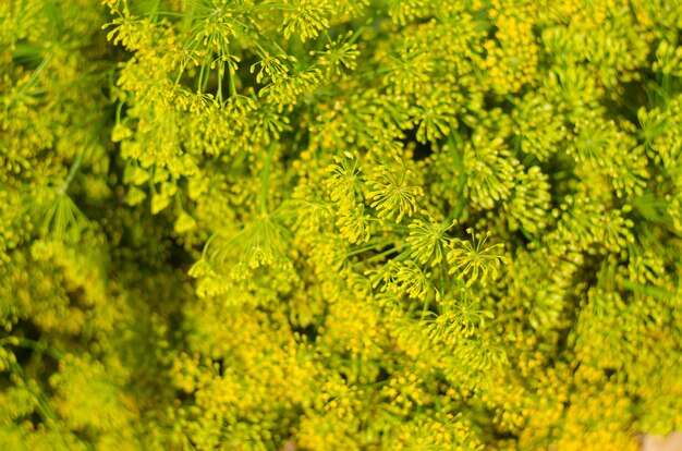 Fleur d'aneth. Mise au point sélective douce, flou. Gros plan de fenouil parfumé à l'aneth, tête d'aneth bien mûre.