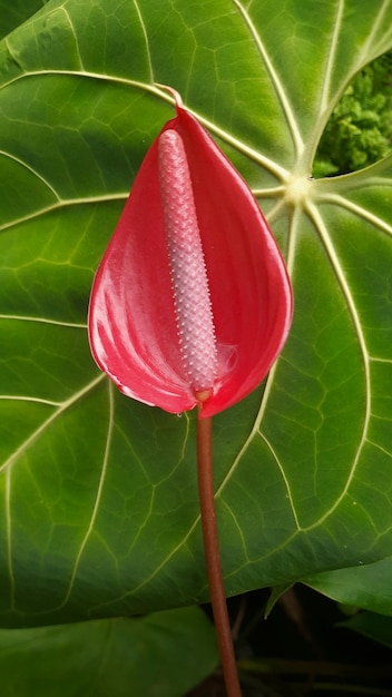 fleur d'anthurium andraeanum, rouge et en fleur