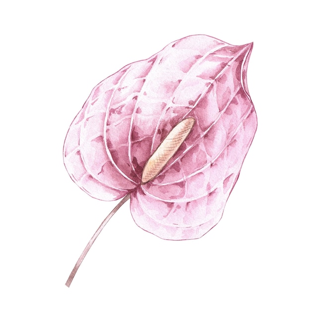 Fleur d'Anthurium de couleur poudre dans un style bohème avec isolé sur fond blanc