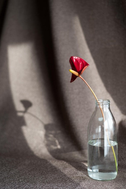 Une fleur d'anthurium rouge dans la bouteille en verre Beau fond
