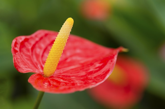 Fleur d'anthurium rouge, image de fond coloré Shallow DOF