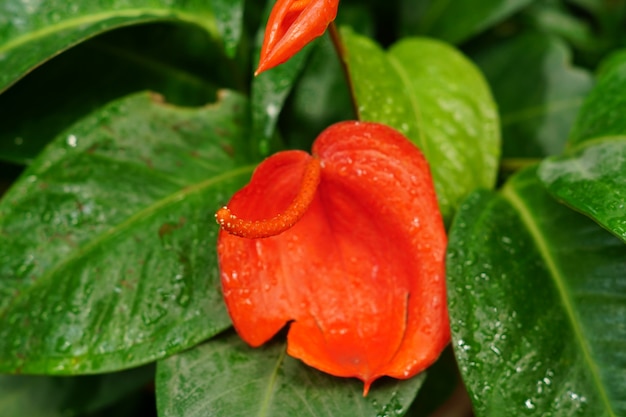 Fleur anthurium rouge