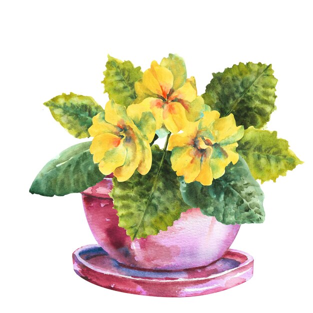 Fleur aquarelle de primevère Fleurs de primevère jaune avec des feuilles dans un pot de fleur sur fond blanc