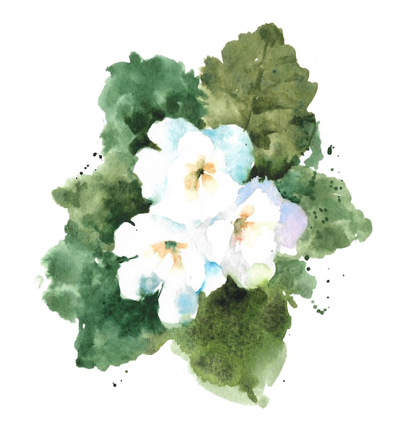 Photo fleur d'aquarelle de primevère primevère blanche à fleurs sauvages