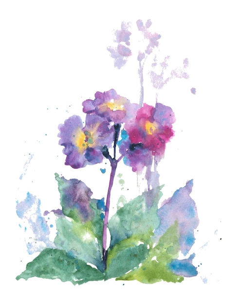 Photo fleur d'aquarelle de primevère primevère à fleurs sauvages pourpres