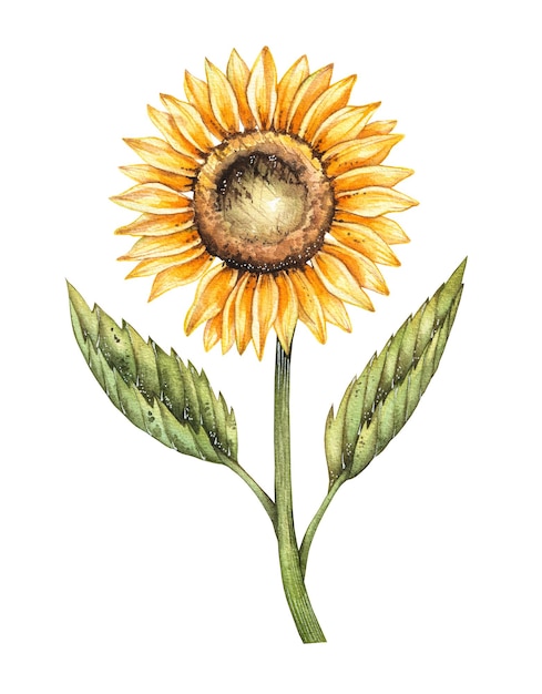 Fleur aquarelle tournesol isolé sur fond blanc