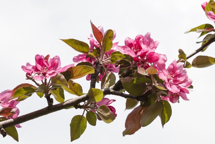 Photo fleur sur l'arbre, arbre en fleurs