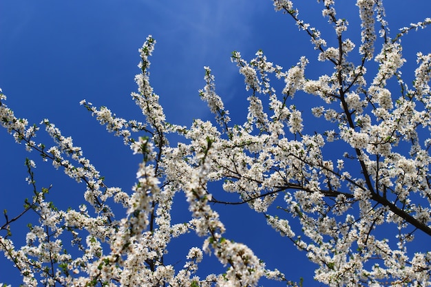 Fleur d'un arbre sur un ciel bleu