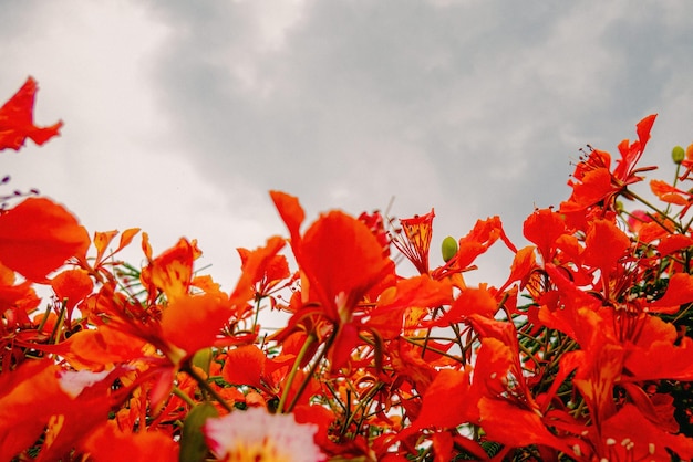 Fleur d'arbre flamboyant