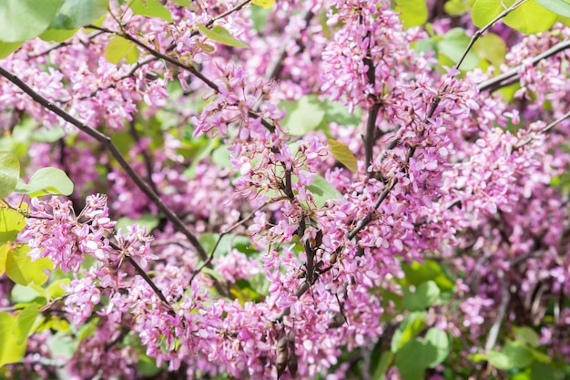 Fleur d'arbre de Judée Cercis siliquastrum