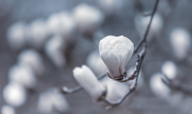 Fleur d'arbre de magnolia