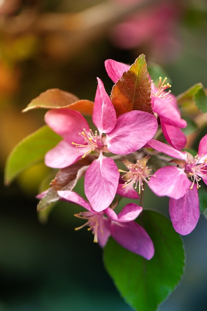 Fleur d'arbre rose dans le jardin.