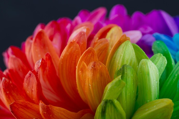 Fleur arc-en-ciel isolée sur fond noir Fond de marguerite colorée Surface abstraite arc-en-ciel