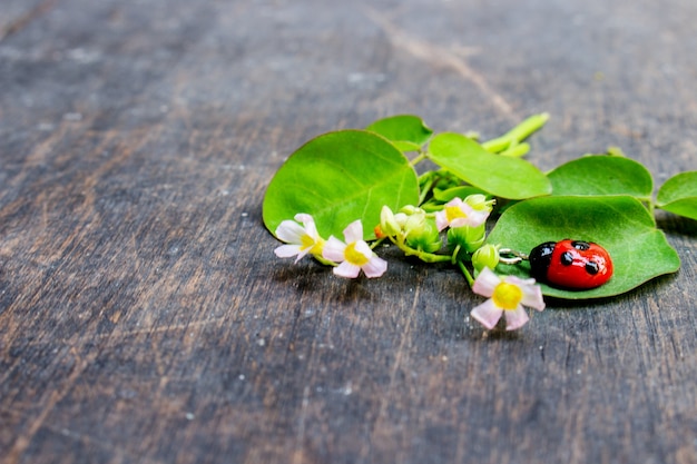 Fleur avec de l&#39;argile rouge Lady Bug