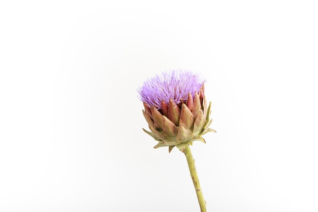 Fleur d'artichaut unique sur mur blanc, mise au point sélective