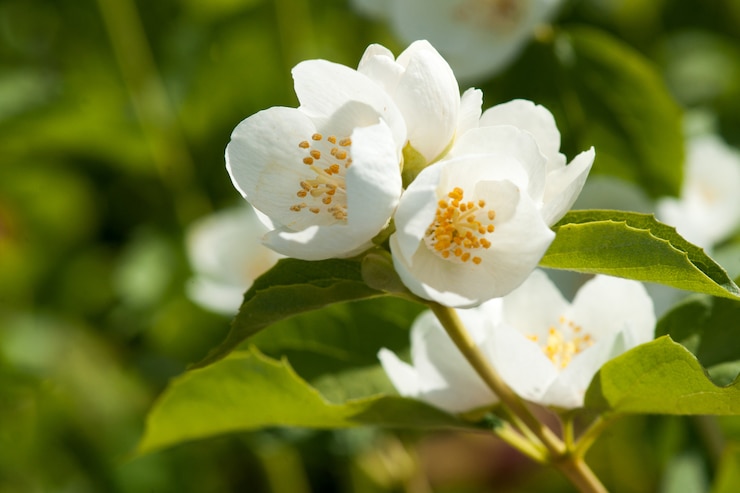 Photo fleur d'asmine qui pousse sur le buisson dans le jardin avec les rayons du soleil et le bokeh