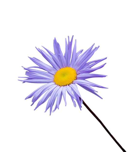 Fleur d'aster isolé sur blanc