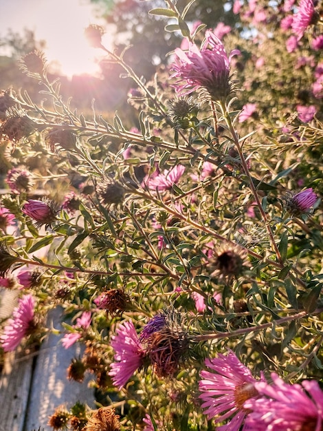 Fleur d'aster pourpre en fleurs en automne au soleil couchant Les rayons du soleil traversent un buisson en fleurs