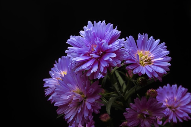 Fleur d'aster pourpre sur fond noir