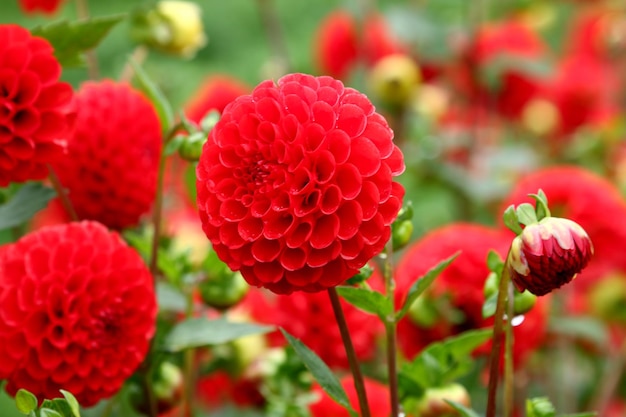 Fleur d'aster rouge sur fond flou