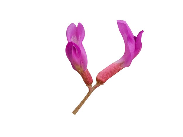 La fleur d'astragale a été utilisée dans la médecine traditionnelle chinoise pour traiter divers troubles.