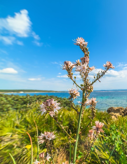 Fleur au bord de la mer à Alghero Italie