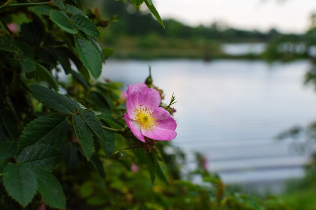 Une fleur au bord de la rivière est un signe du printemps.