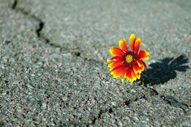 Photo une fleur au milieu de la route