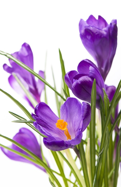 Fleur au printemps crocus violet isolé sur fond blanc