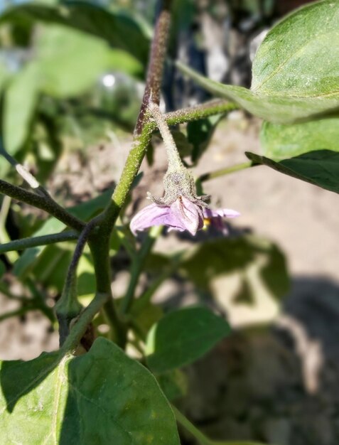 Photo une fleur d'aubergine qui fleurit sur une plante du jardin par temps ensoleillé