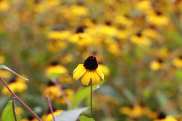 fleur d'automne jaune pour le fond