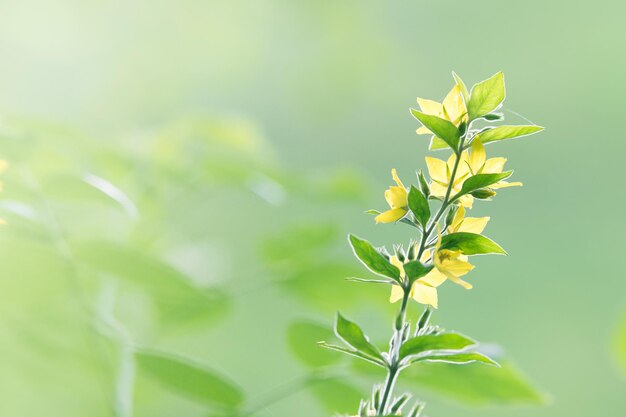 Une fleur aux pétales jaunes et aux feuilles vertes