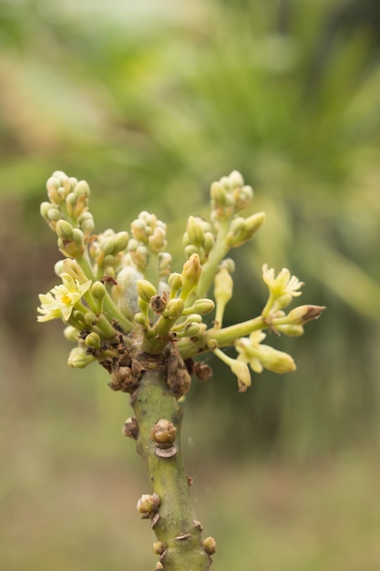 Photo fleur d'avocat sur plante