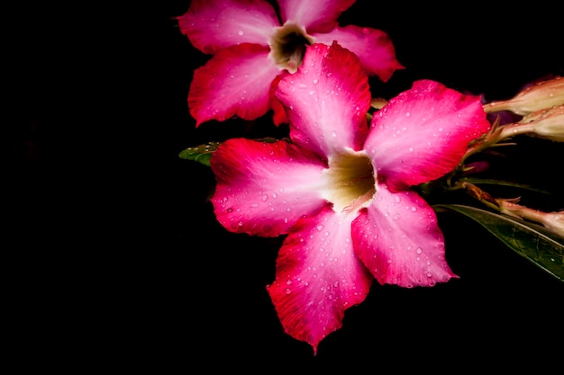 Fleur d'azalée sur fond noir.