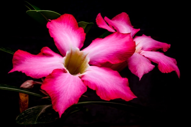 Fleur d'azalée sur fond noir.