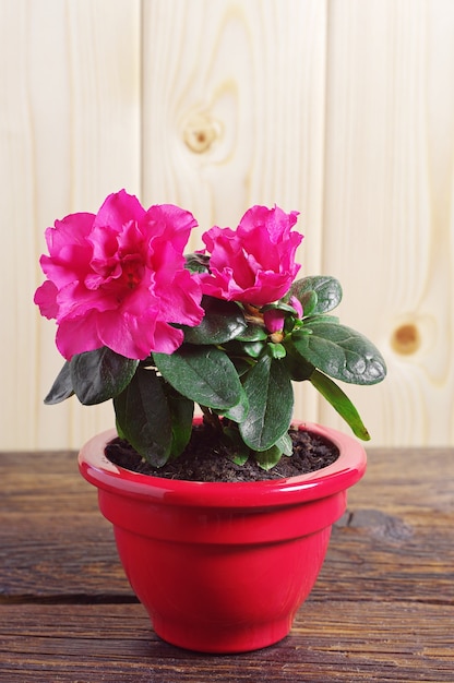 Fleur d'azalée rouge dans un pot de fleur sur table en bois