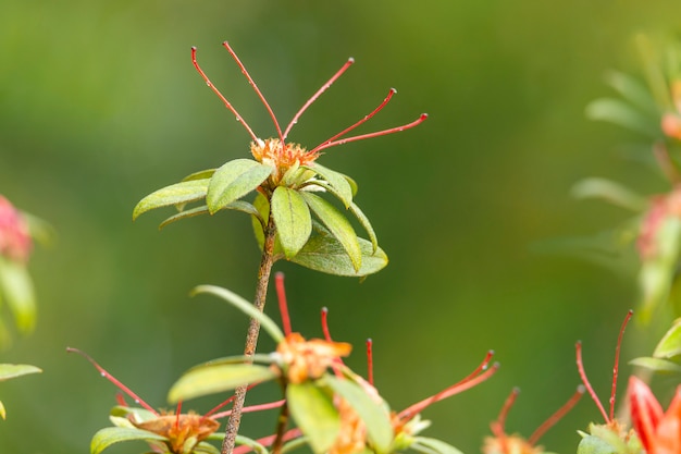 Photo fleur d'azalée rouge